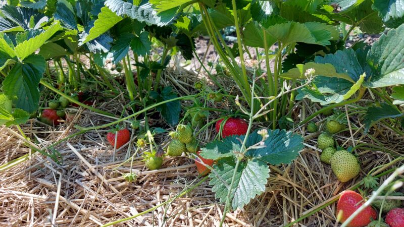 Die ersten Erdbeeren werden reif