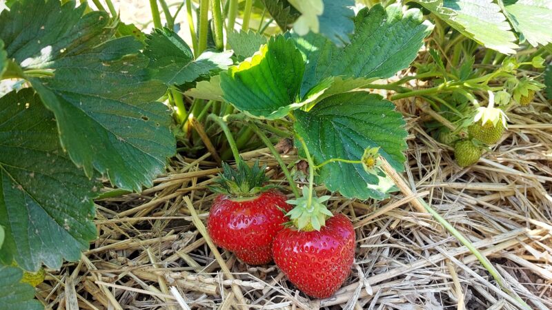 Pflückreife Erdbeeren
