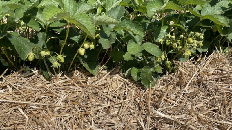 Die ersten Erdbeeren hängen an den Pflanzen