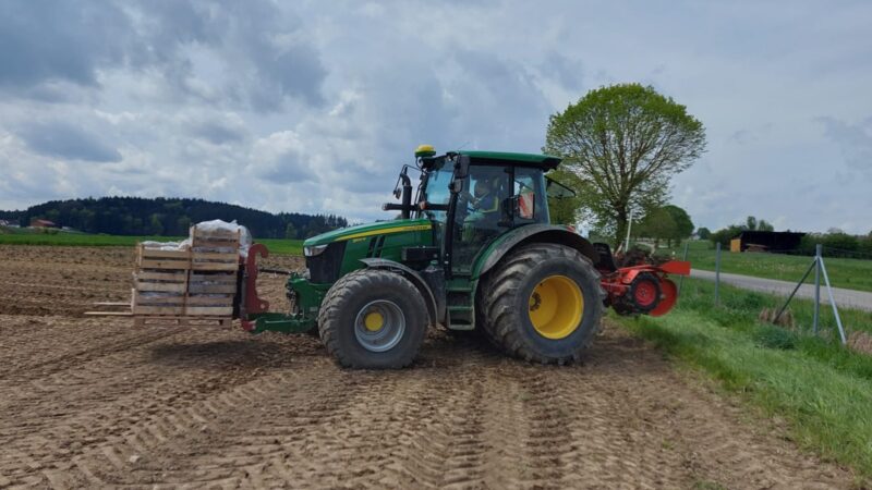 Die Erdbeerpflanzen kommen aufs Feld